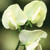 White Garden Sweet Pea Collection