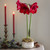 Amaryllis in a Wavy Edged Ceramic Bowl