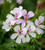 Pelargonium 'Viletta White' (Ivy)