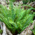 Polystichum munitum