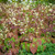 Epimedium x versicolor 'Sulphureum'