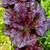 Handsome Winter Lettuce Collection