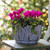 Cyclamen and Ivy in Leaf Planter