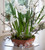 Paperwhites in Aged Terracotta Bulb Bowl