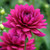 Sarah's Best for Borders Dahlia Collection