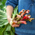 Successional Rhubarb Collection