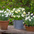 Delightful Narcissus Collection