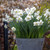 Narcissus 'Frosty Snow'