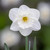 Narcissus 'Frosty Snow'