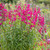 Penstemon 'Andenken an Friedrich Hahn’