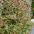 Abelia x grandiflora 'Tricolor Charm'