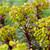 Euphorbia x 'Miners Merlot'