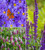 Loved by Pollinators Border Collection