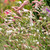 Sanguisorba tenuifolia ‘Strawberry Frost'