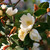 Magnolia laevifolia 'Fairy Cream' (Michelia)