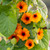 Orange Thunbergia and Ipomoea Collection