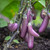 Aubergine ‘Little Fingers’ 