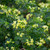 Coronilla valentina subsp. glauca 'Citrina'