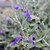 Teucrium fruticans 'Indyho'