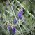 Teucrium fruticans 'Indyho'