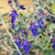 Teucrium fruticans 'Indyho'