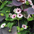Pink Thunbergia and Ipomoea Collection