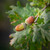 Oak Hedging