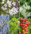 Best for Flower and Fruit Harvest Hedge Collection