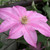 Clematis 'Abilene' (Boulevard Collection)