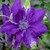 Clematis 'Amethyst Beauty' (Gardini Collection)