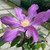 Clematis 'East River'