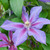 Clematis 'Mrs N Thompson'