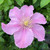 Clematis 'Pompeii' (Boulevard Collection)