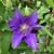Clematis 'Olympia' (Boulevard Collection)