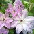 Clematis 'Reflections' (New World Series)