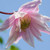 Clematis 'Propertius'