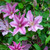 Clematis 'Sally' (Boulevard Collection)