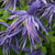 Clematis macropetala 'Spiky'