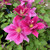 Clematis 'Vicki' (Boulevard Collection)