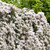 Clematis montana rubens