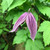 Clematis koreana 'Brunette'