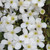 Clematis montana 'Spring Joy'