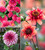 The Perch Hill Trio Dahlia Collection