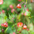 Geum rivale (Water Avens)