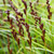 Carex muskingumensis (Musk Sedge)