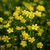 Ranunculus flammula (Lesser Spearwort)