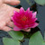 Nymphaea Pygmaea 'Rubra' (Water Lily)