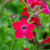 Nicotiana sanderae 'Perfume Red'