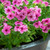 Phlox drummondii '21st Century Pink ' F1