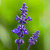 Salvia farinacea 'Victoria Blue'